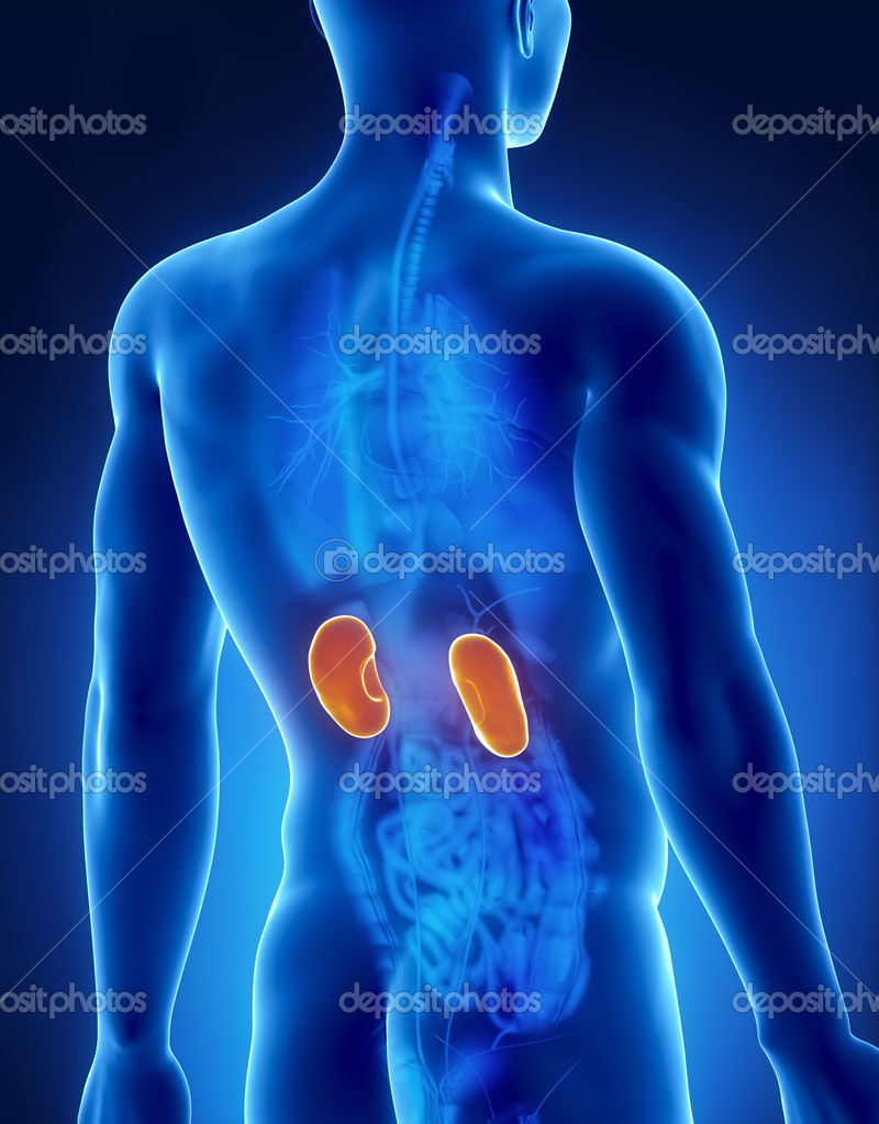 Role Of The Kidney