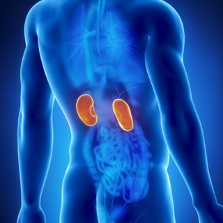 Role of the Kidney