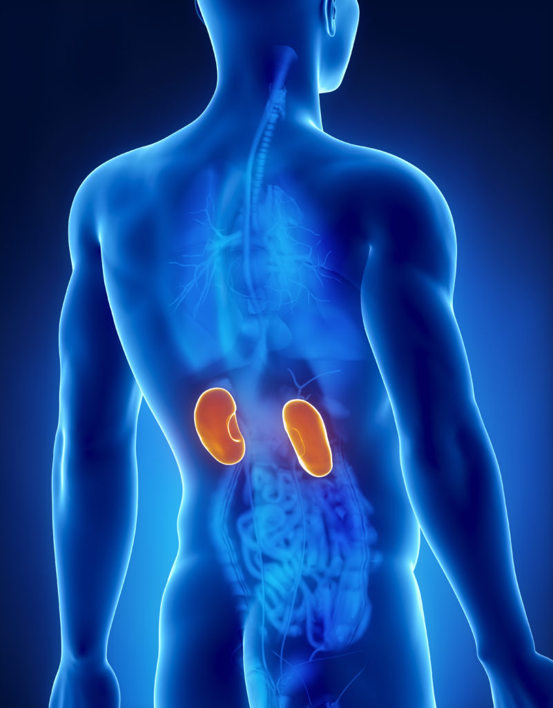 What do kidneys do and what is kidney disease?